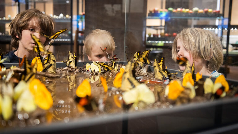Kinder schauen sich Schmetterlinge an