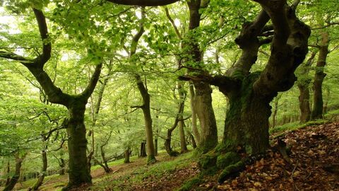 Im Nationalpark Kellerwald-Edersee in Hessen finden sich viel alte Buchen Alte Buchen an einem Hang, im Sonnenlicht fotografiert