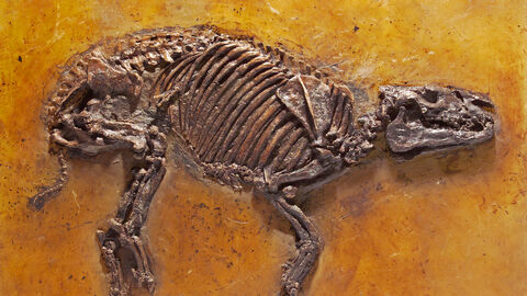 Das in der Grube Messel gefundene Fossil eines Urpferdchens Das in der Grube Messel gefundene Fossil eines Urpferdchens