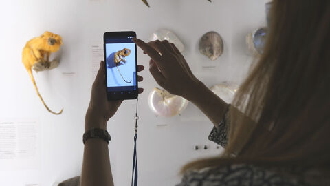 Eine Person hält ihr Handy auf ein Exponat im Museum
