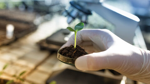Eine Hand hält eine Petrischale mit Erde, aus der eine Pflanze wächst