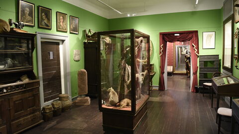 Gastwirt Carl Langbein begann Mitte des 19. Jahrhunderts, eine vielfältige „Altertümer- und Naturaliensammlung“ anzulegen. Blick ins Langbein-Museum: eine Vitrine mit Tierpräparaten, Gebrauchsgegenstände des Forsthauses