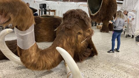 Kopf des Mammut-Modells