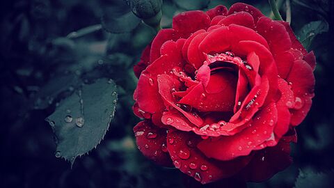 Das Rosenmuseum Steinfurth widmet dieser besonderen Pflanze eine eigene Ausstellung. Eine Rose in Nahaufnahme