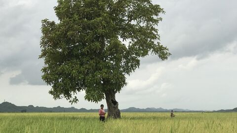 Szene aus dem Dokumentarfilm "Midwives": Ein großer Baum auf weiter Flur, eine Person steht darunter