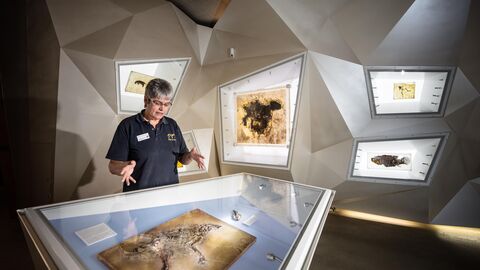Eine Mitarbeiterin des Besucherzentrums Grube Messel steht vor einer Vitrine mit dem Fossil eines Urpferdchens.