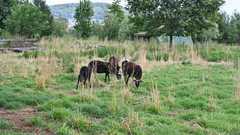 Impressionen vom Sommerreise-Besuch auf der Zeiteninsel Marburg. Ziegen auf einer Weide.