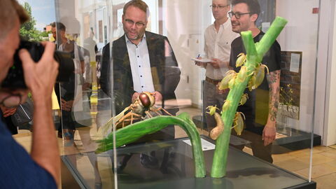 Impressionen vom Sommerreise-Besuch in der Senckenberg Gesellschaft für Naturforschung. Minister Gremmels schaut sich das große Modell eines Insektes an.