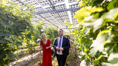 Ziel ist die Erprobung der doppelten Nutzung der landwirtschaftlichen Fläche für die Weinproduktion und Solarstromgewinnung. Minister Gremmels zwischen den Weinreben