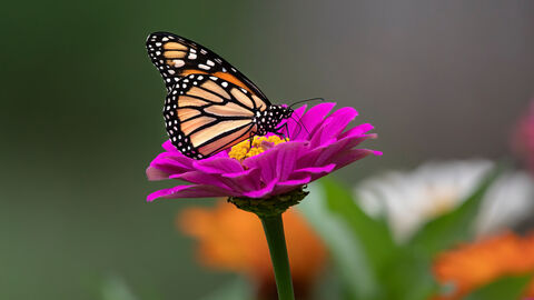 Ein Schmetterling auf einer Blume.