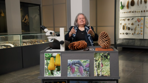 Ingrid Burkhard sitzt an einem Tresen mit einem Mikroskop und Objekten aus der Natur