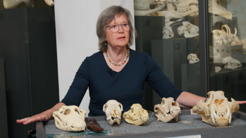 Marianne Sengebusch sitzt vor verschiedenen Tierschädeln.
