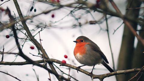 Ein Rotkehlchen im Winter.