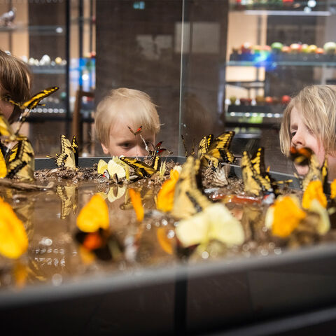 Die neue Daueraustellung im Museum Wiesbaden widmet sich dem Thema Wandel. Kinder schauen sich Schmetterlinge an.